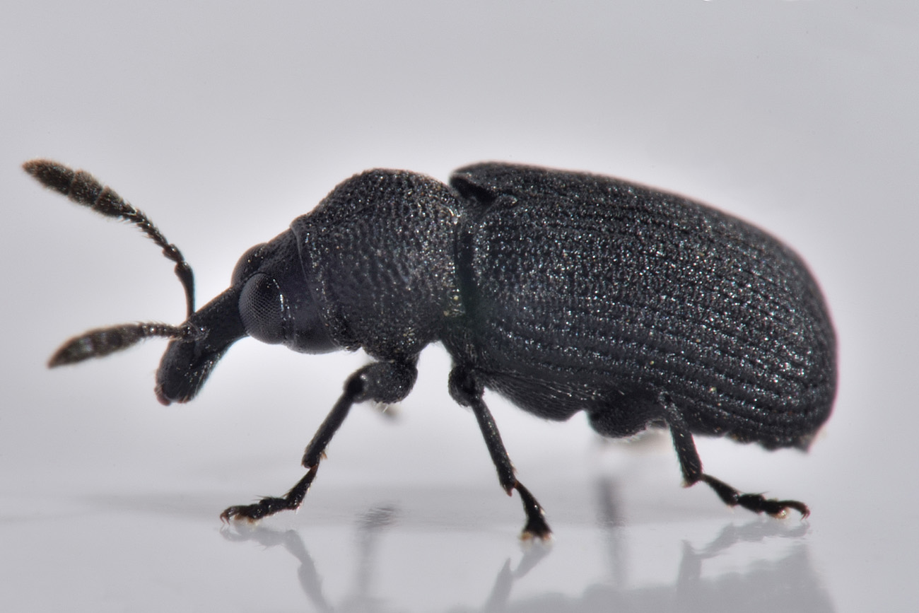 Curculionidae: Magdalis sp?  S, Magdalis cerasi